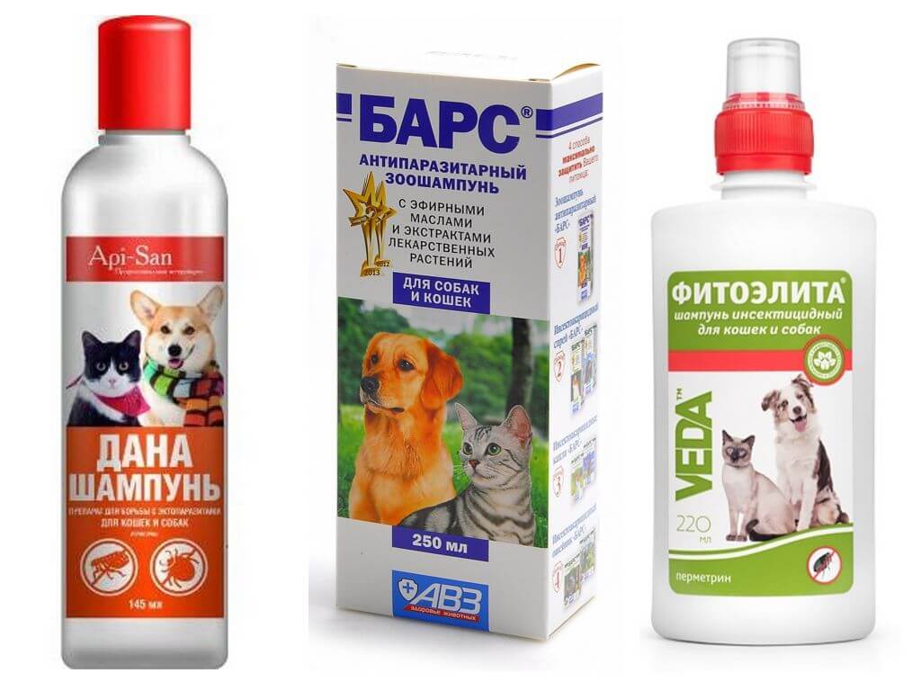 The most popular and effective flea shampoos for dogs