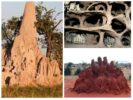 Gnijezdo Termite