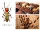 Travailleurs termites