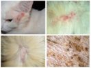 Lice-eaters in cats