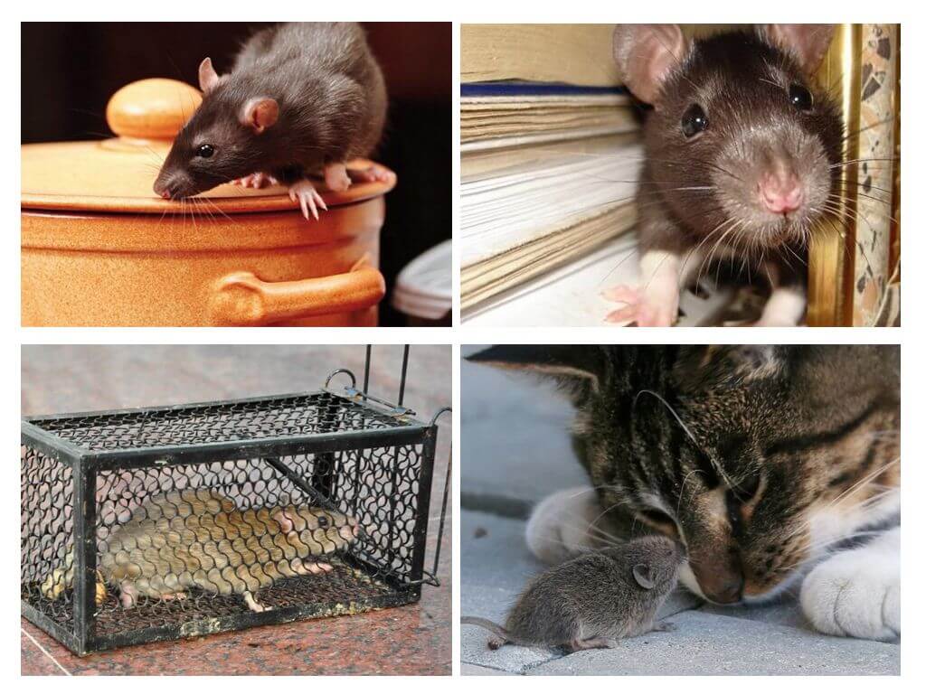 Cómo deshacerse de los roedores en una casa privada