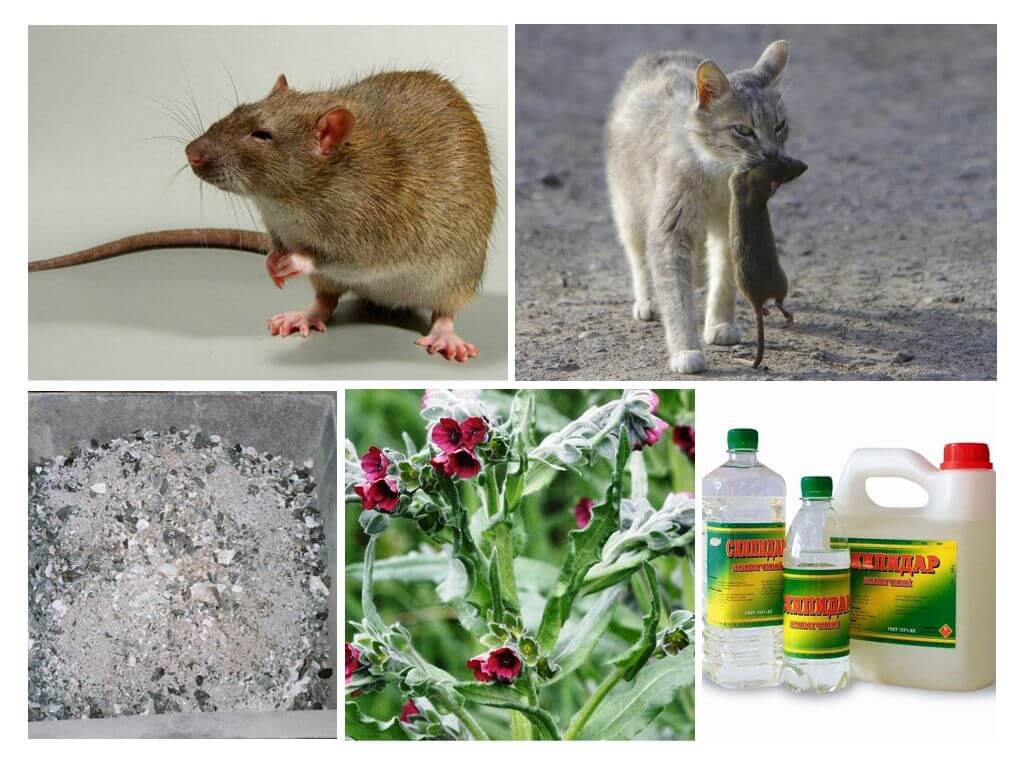 Comment retirer les rats des remèdes populaires de l'étable