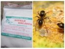 Acide borique des fourmis