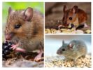 Шта једу мишеви?
