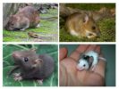 Mladunci štakora i miša
