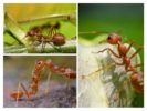 Funkcie hmyzích končatín