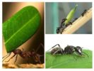 Welche Last kann eine Ameise tragen?