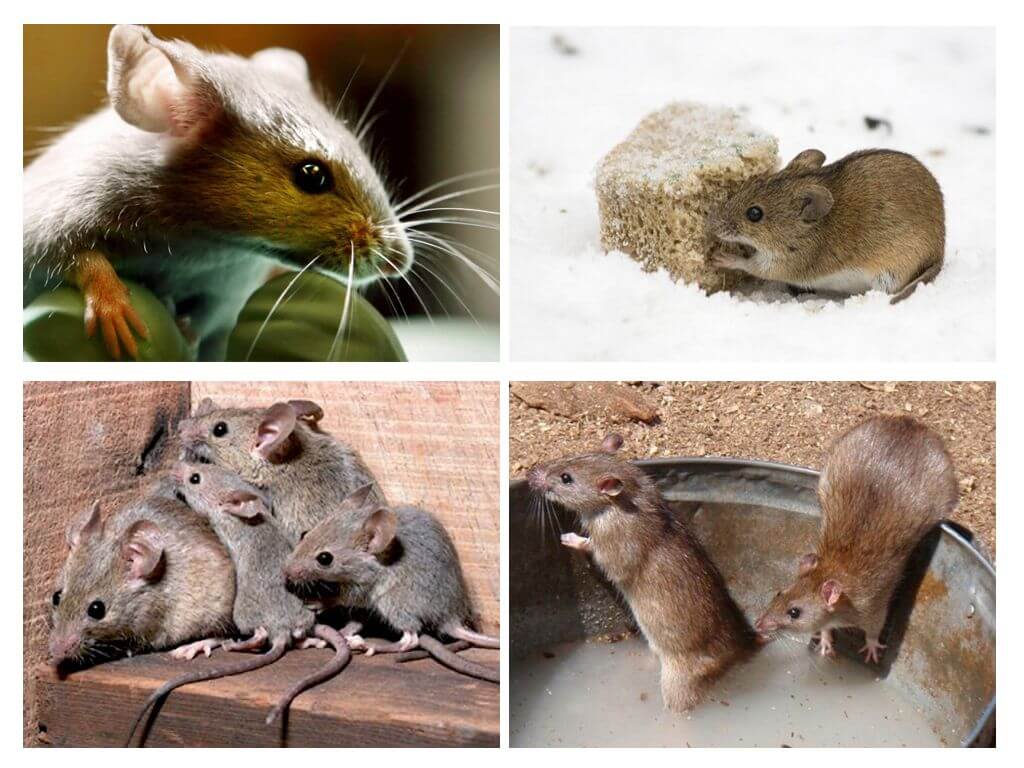 Zajímavá fakta o myších