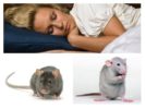 Myši a krysy sní