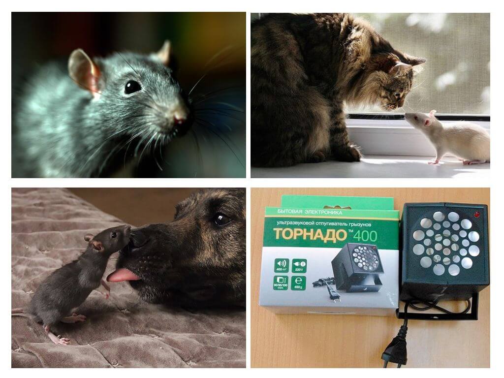 Z čeho se krysy a myši bojí