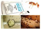 Zerstörung von Ameisen zu Hause