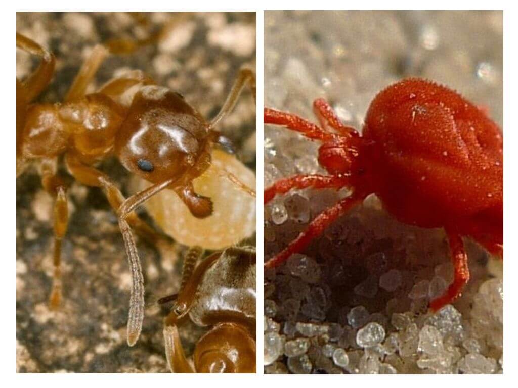 Ants against ticks