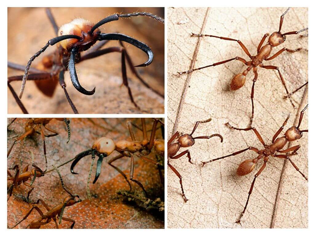 Nejnebezpečnější mravenci na světě