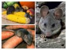 Poškození myší v zemi