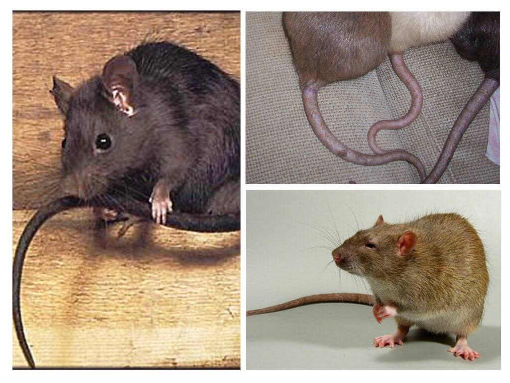 Proč potkani potřebují ocas