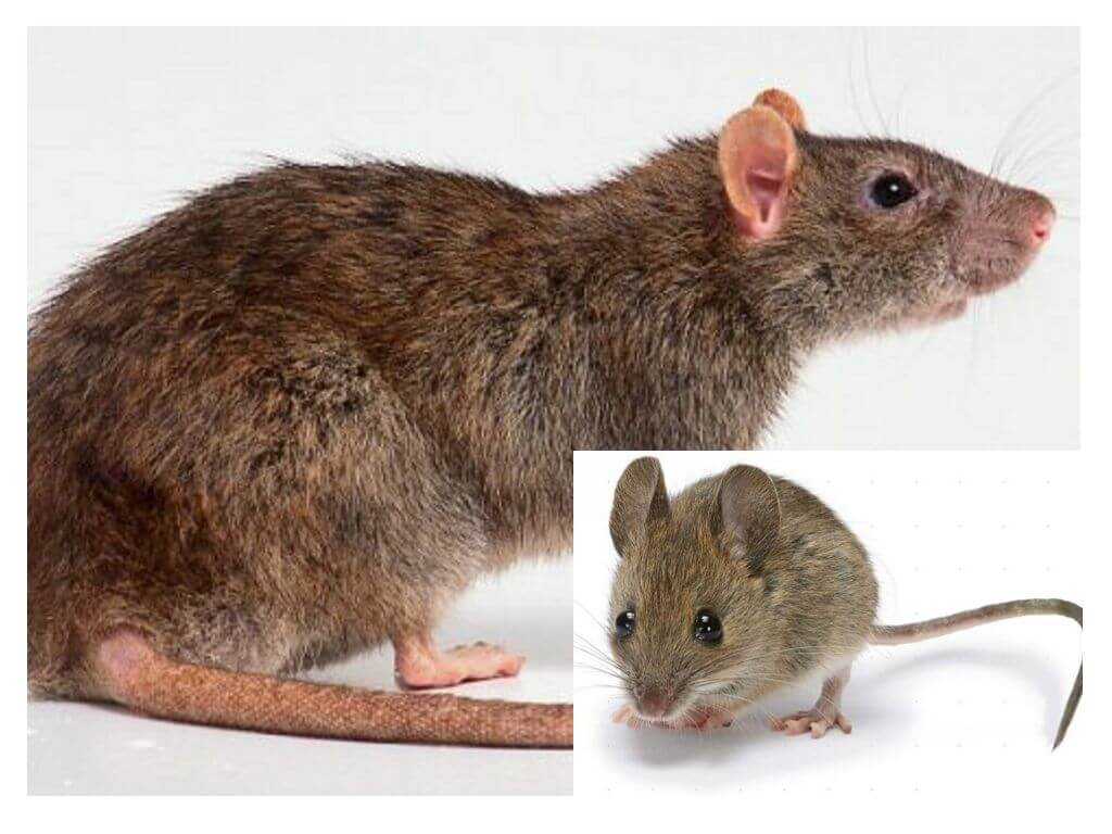 Jaký je rozdíl mezi myší a krysou?