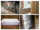 Ratten und Styropor
