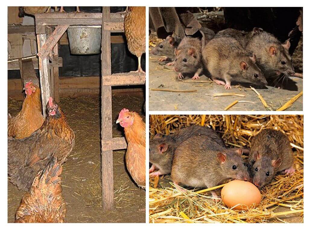 Wie man mit Ratten im Hühnerstall umgeht