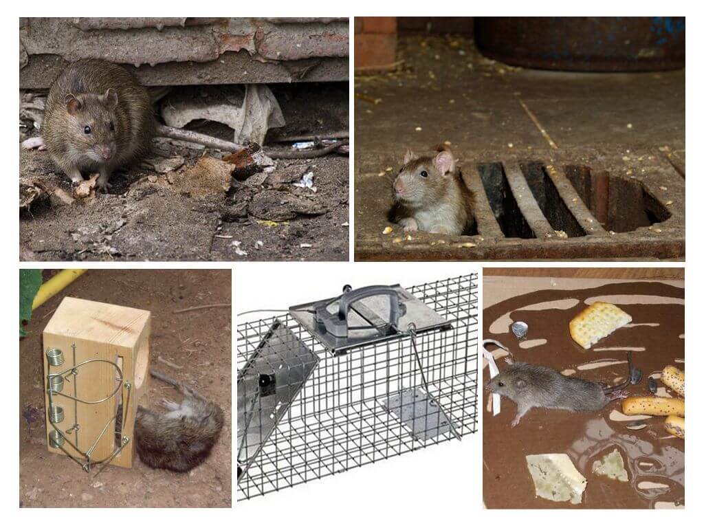 Sådan får du rotter ud af kælderen med folkemiddel