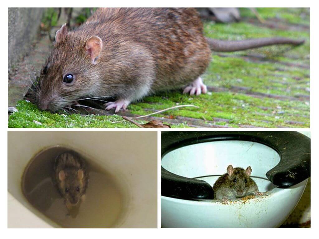 Un rat peut-il sortir des toilettes