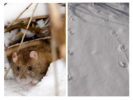 Rat en hiver
