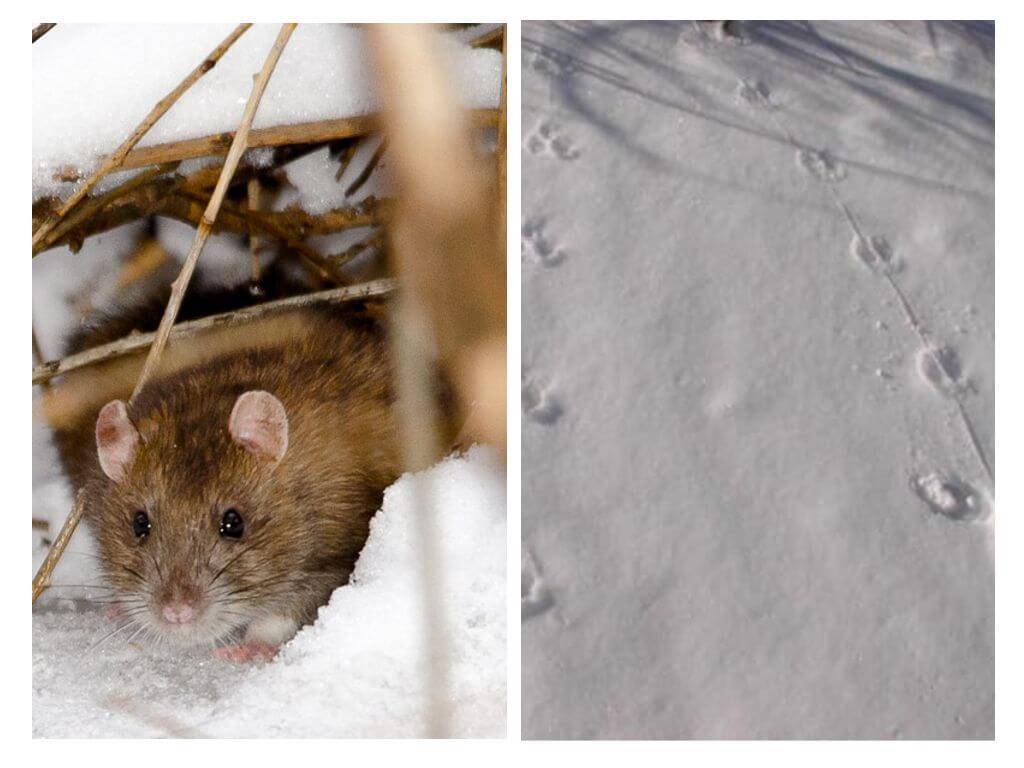 Jak vypadají krysy ve sněhu