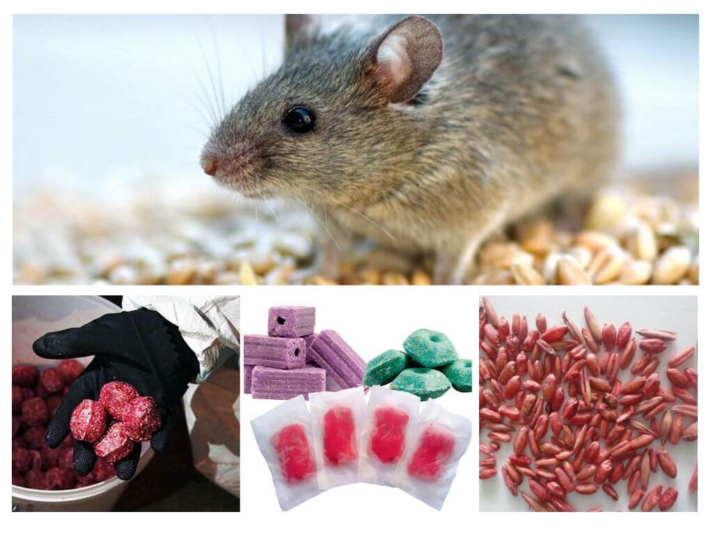 Poison pour rats et souris