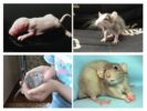 الفئران طفل