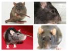 The visual orientation of rats
