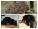الفئران السوداء والرمادية