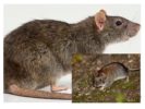 Ratten und Mäuse