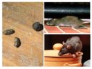 Ratten in het appartement