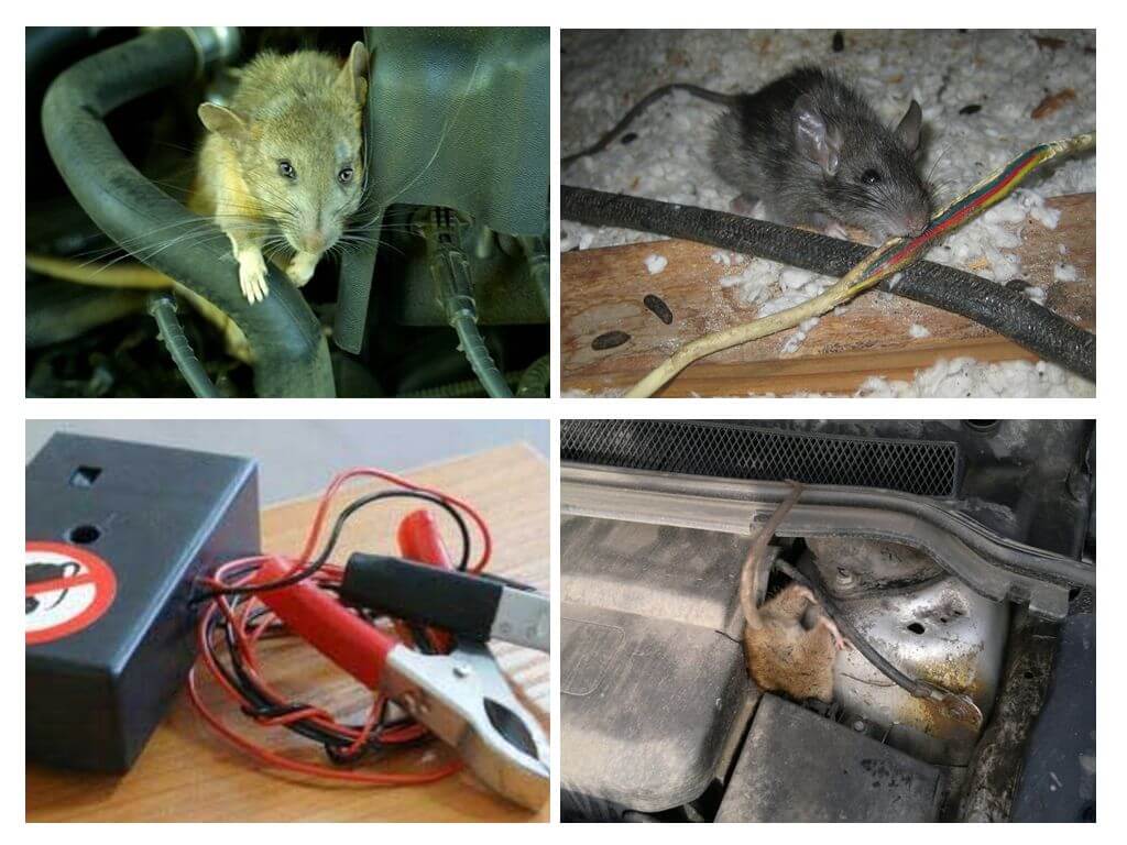 Hoe ratten onder de motorkap van een auto te verwijderen