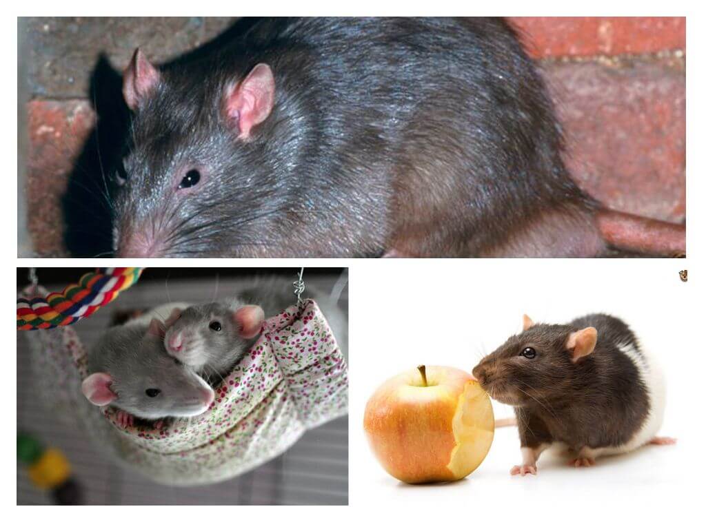 Datos interesantes sobre ratas