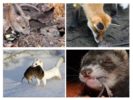 Tiere, die Mäuse fressen