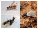 Létající mravenci