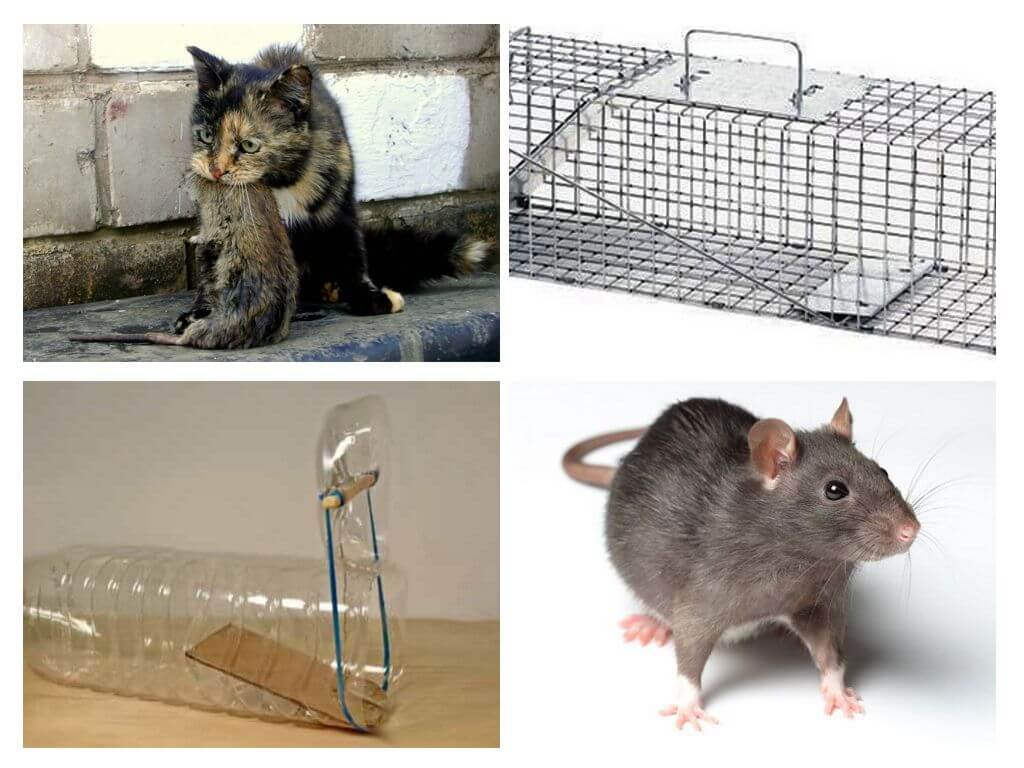 Jak dostat krysy ze soukromého domu