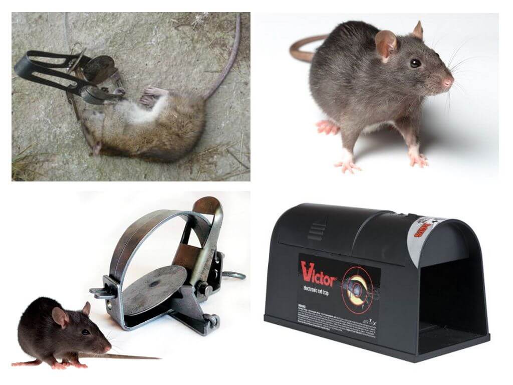 Pièges pour rats
