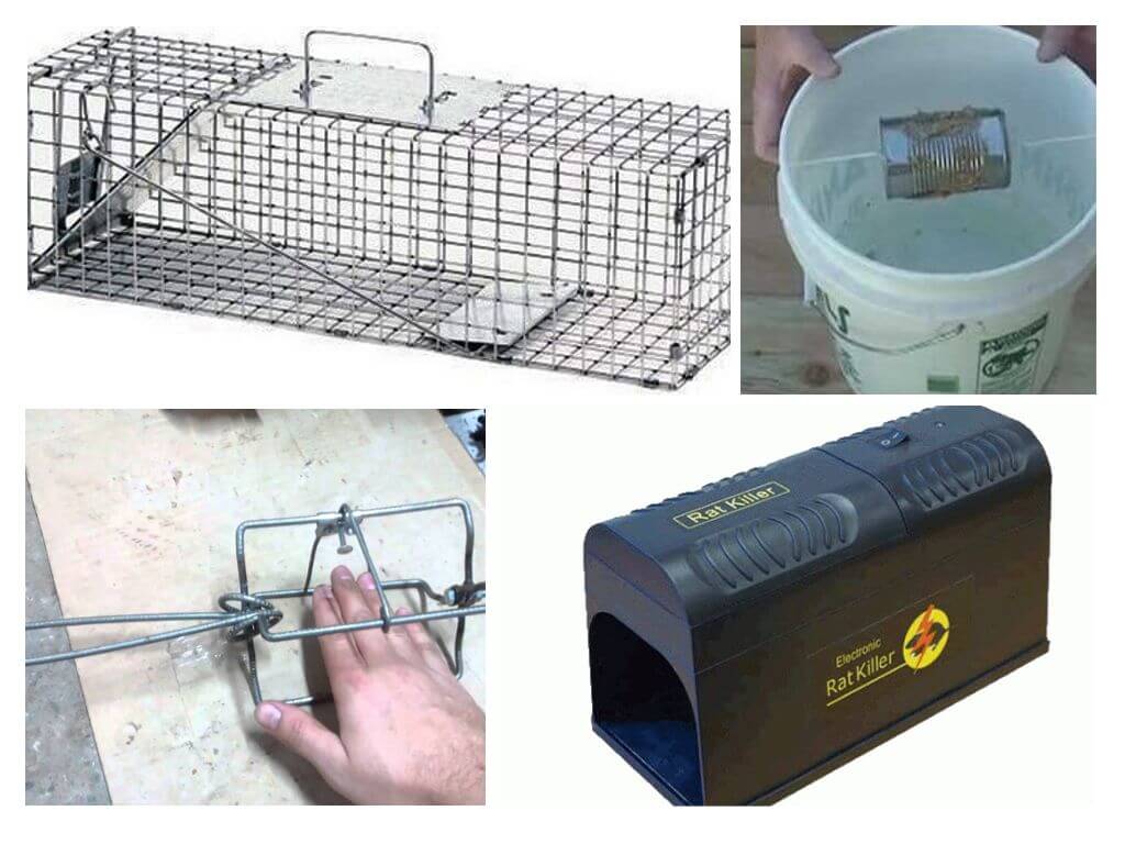 DIY rat trap