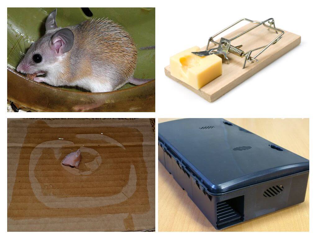 Jak dostat myši ze soukromého domu