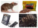 Méthodes de contrôle des rats