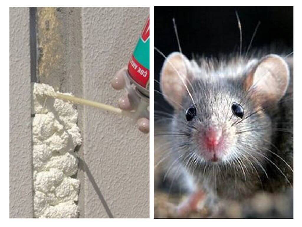 Do mice eat foam