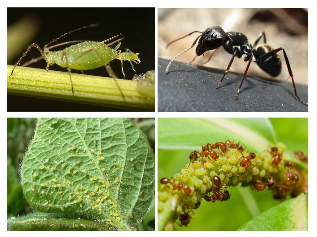 Type of relationship between ants and aphids
