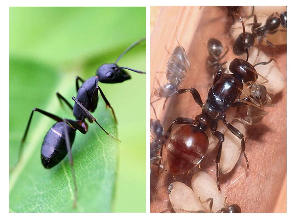 Jak dlouho mravenec žije?