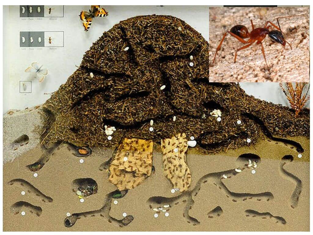 Sekční mraveniště