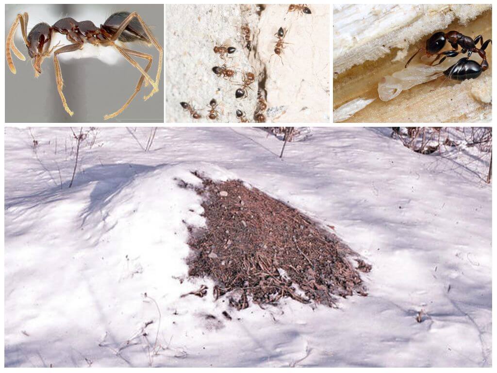 Mraveniště v zimě