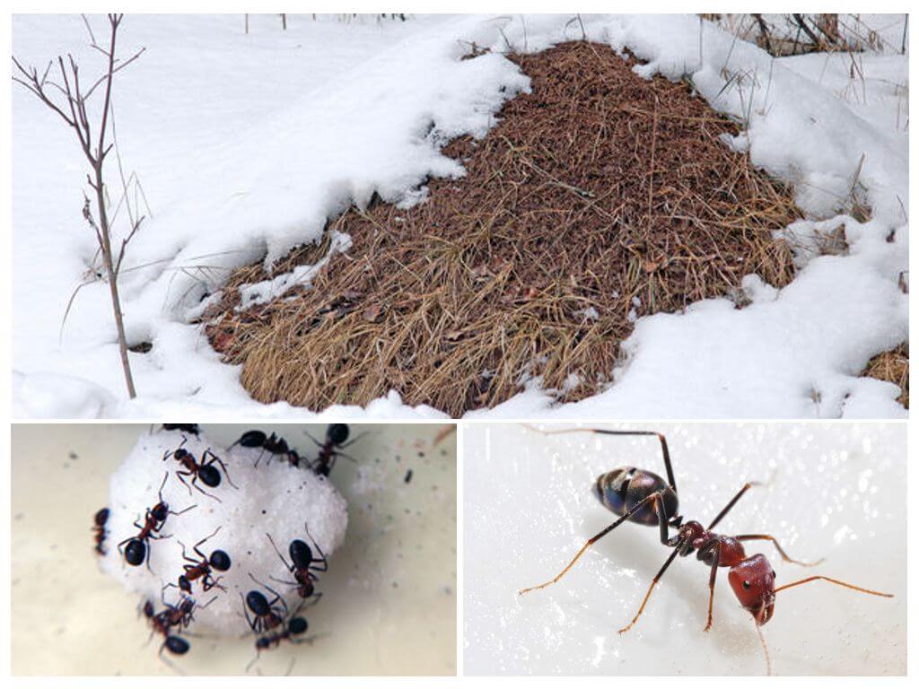 Mraveniště v zimě