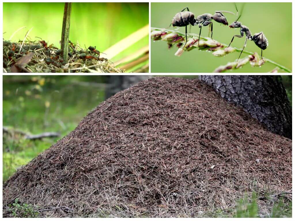 Na které straně stromu budou mravenci stavět