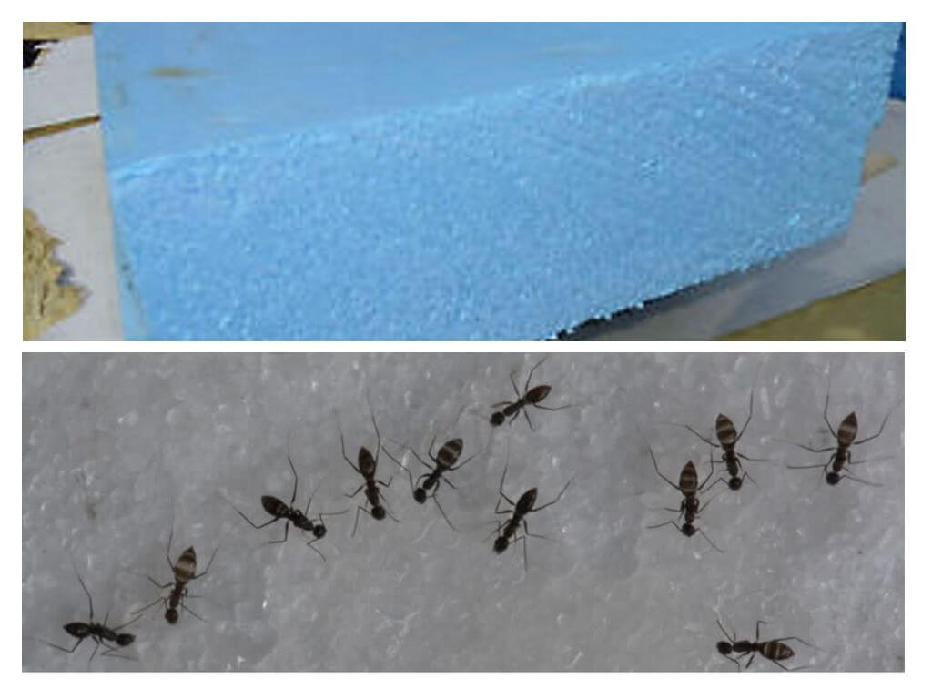 Mravenci, pěna a polystyren