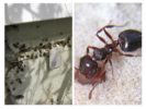 Mravenci v ohřívači